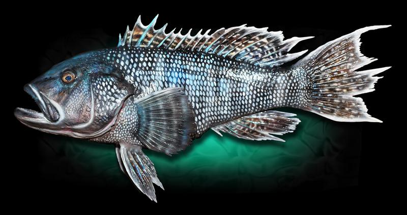Sea Bass Mount Fish Taxidermy
