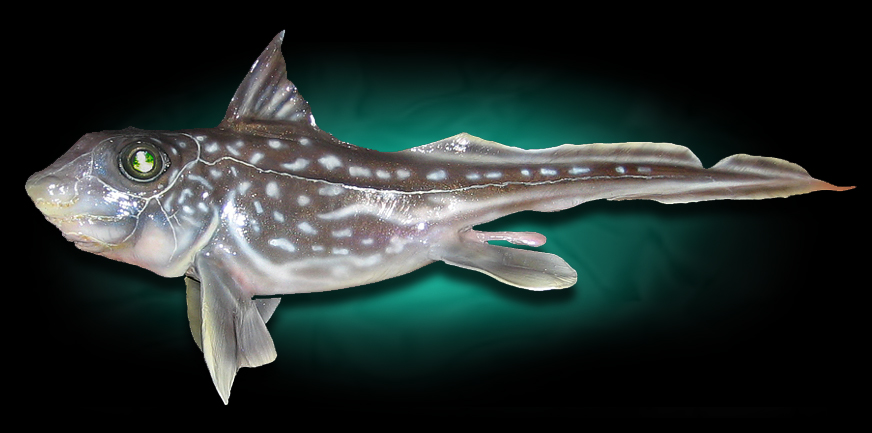  Galapagos Ratfish Replica