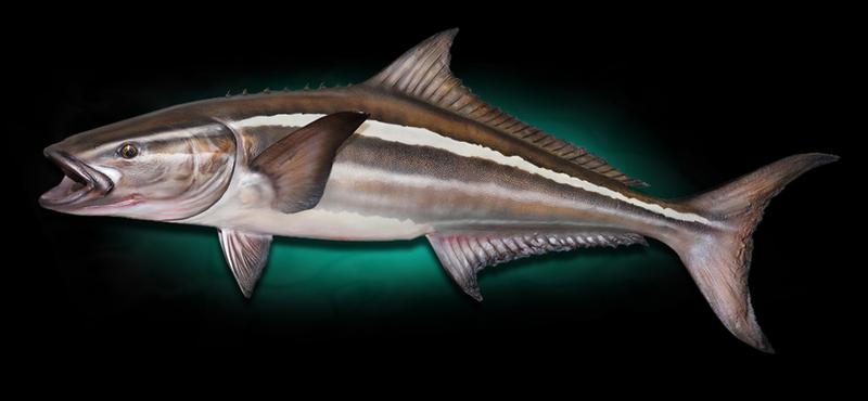Cobia replica Fish Mount Taxidermy