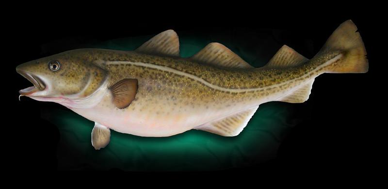 Cod Taxidermy Fish Mount Replica 