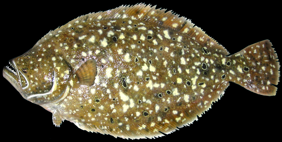 Fluke Mount Flounder FIsh Taxidermy