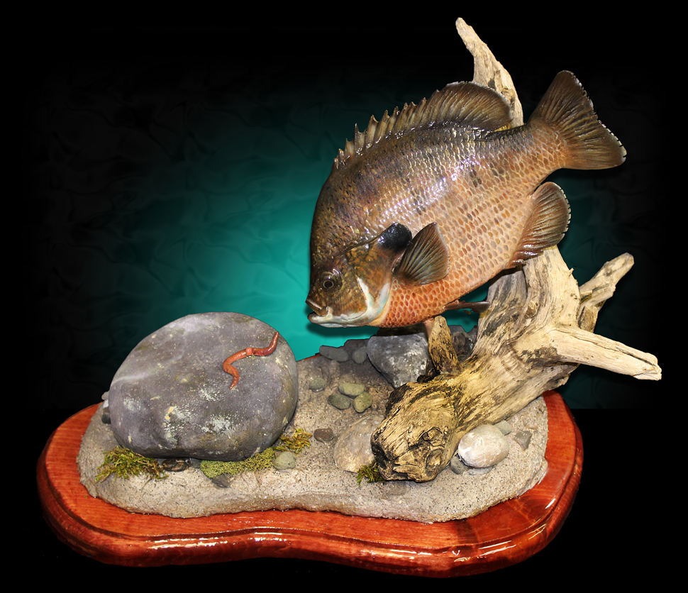 Bluegill fish Mount by Marine Creations Taxidermy