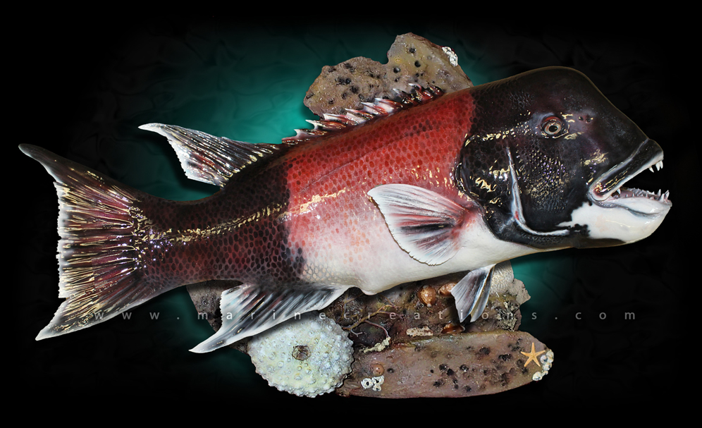 California Sheephead Fish Mount Taxidermy fish replica