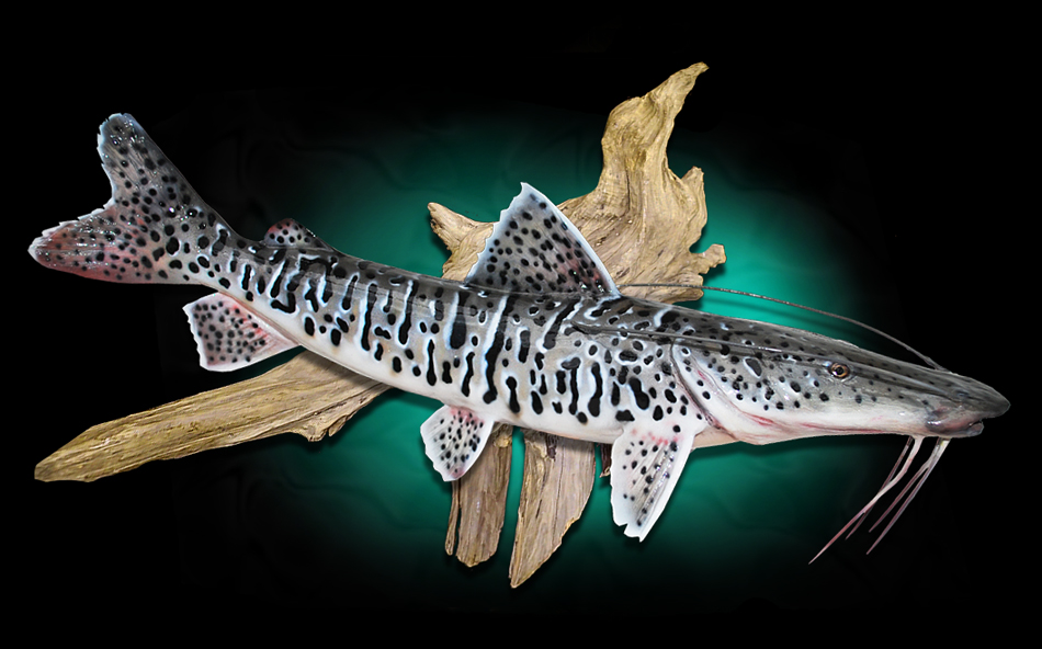 Tiger Shovelnose Catfish Taxidermy Fish Mount