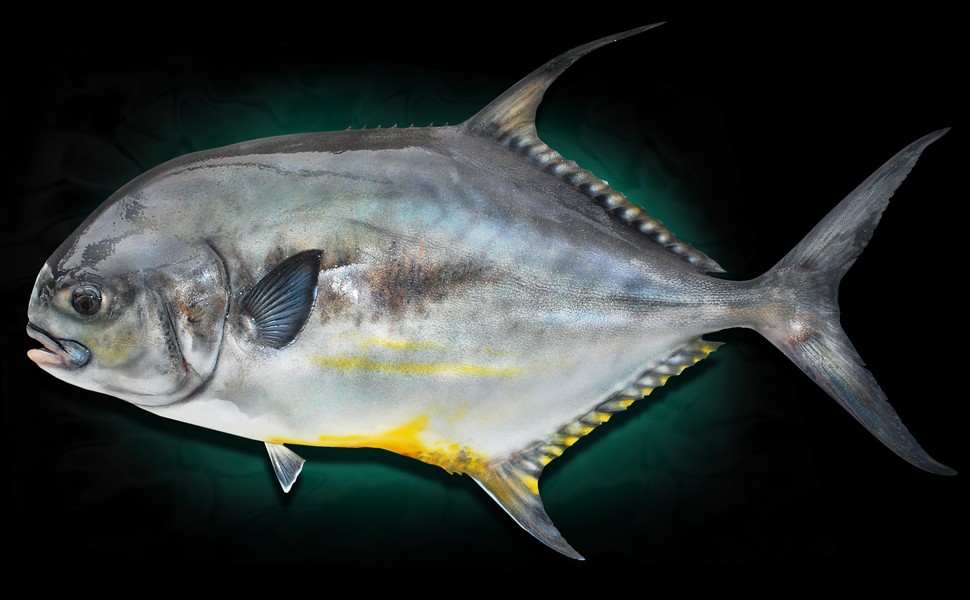 Permit Fish Mount Replica Taxidermy