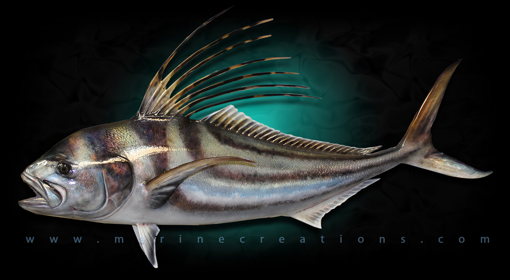 pacific roosterfish fish mount and replicas