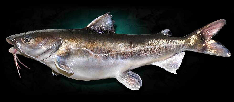 Catfish Taxidermy Fish Mount Replicas