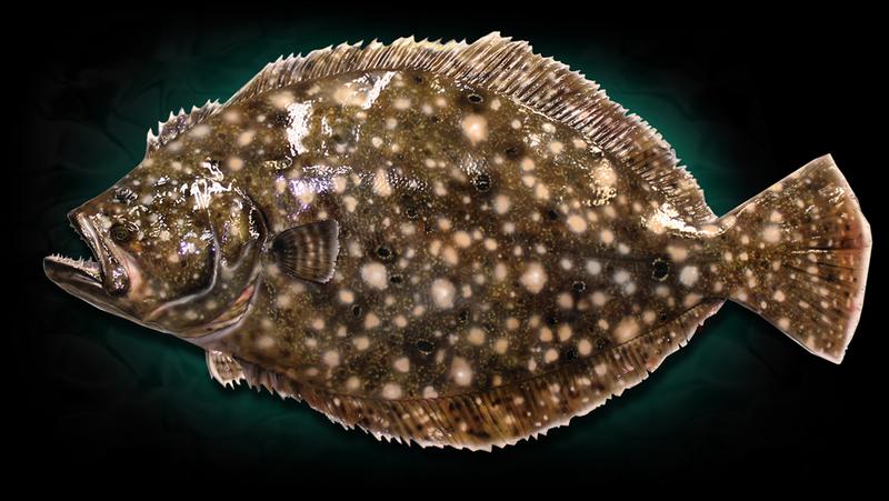 Flounder fish mount taxidermy replicas