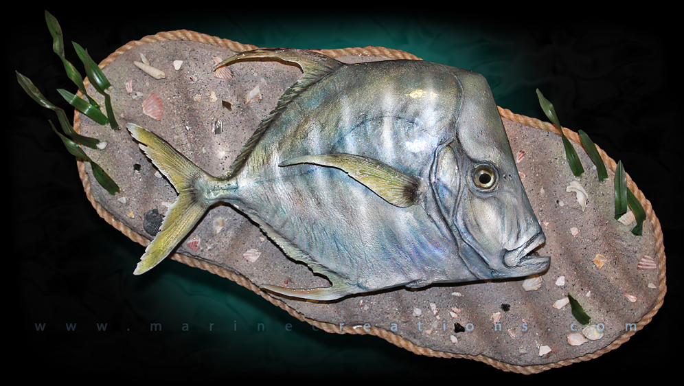 Lookdown Fish Mount Taxidermy