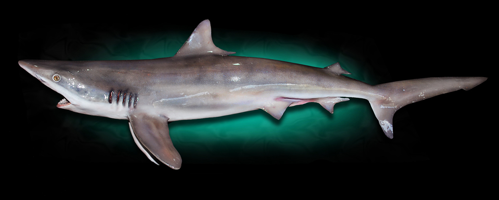 Taxidermy Silky Shark Replica Mount