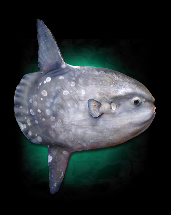 Mola Mola Replica