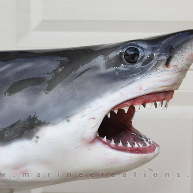 Shark Mount