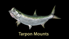 Tarpon Replicas