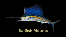 Sailfish replicas