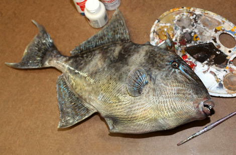 Triggerfish mounts