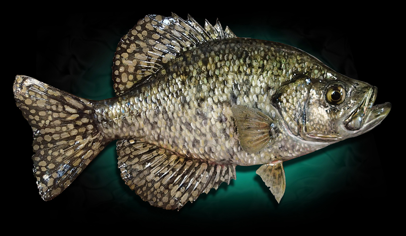Black Crappie Fish mounts replicas Taxidermy