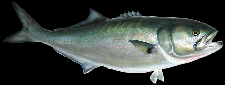 bluefish replicas
