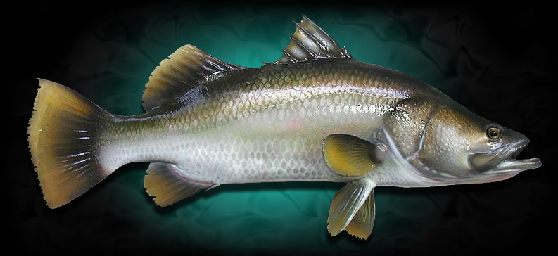 Replica Fish Barramundi Mount