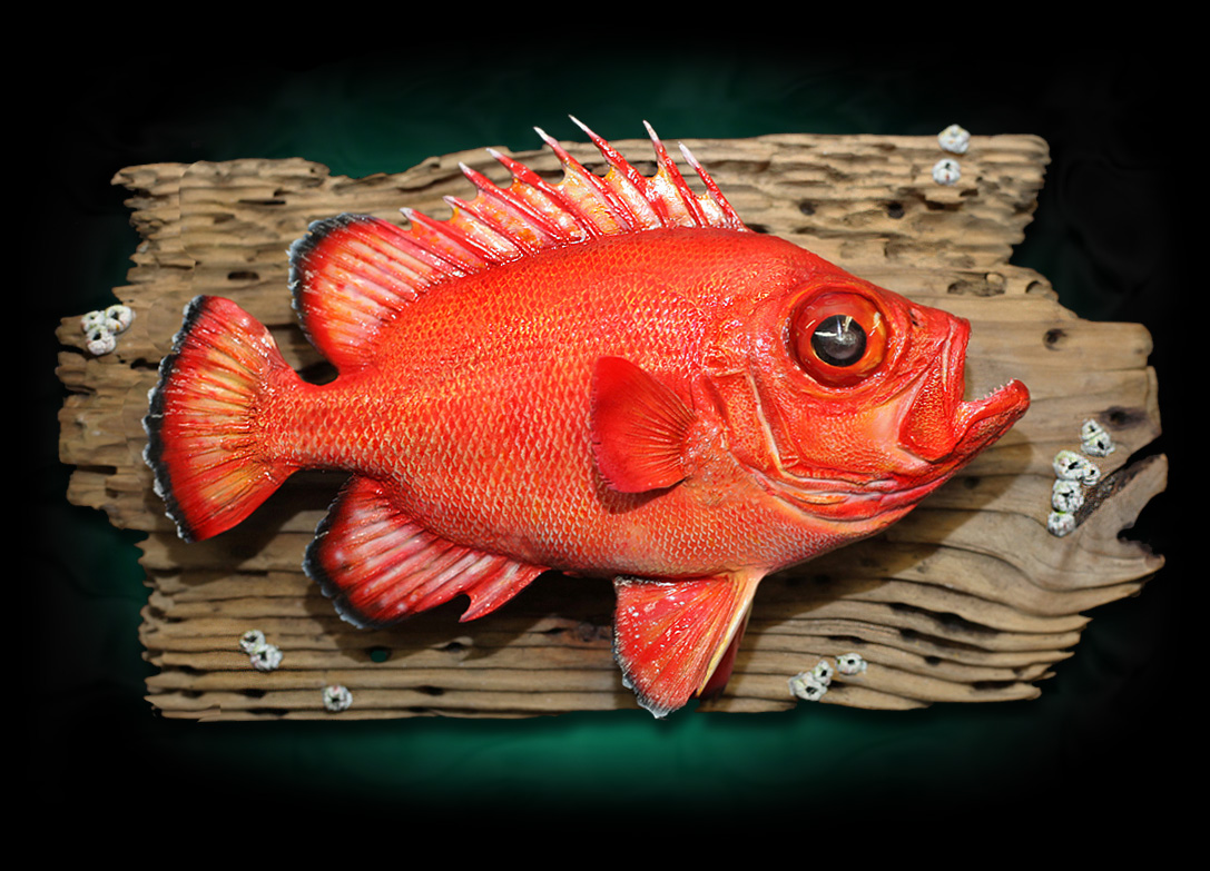 taxidermy Bigeye Short