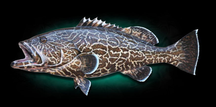 Black Grouper Mount