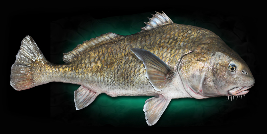Black Drum Replicas Fish Taxidermy Mount