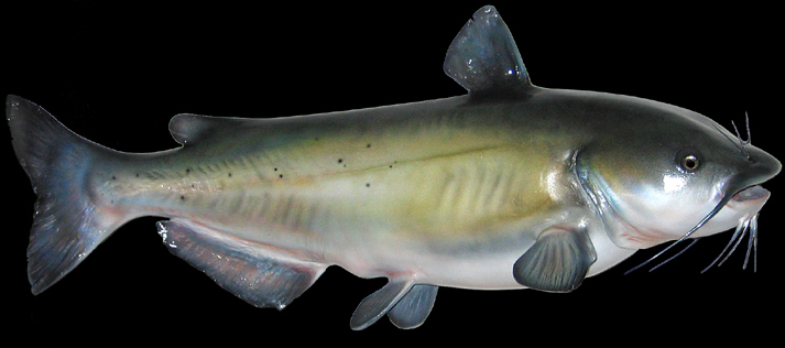 Catfish replicas for sale