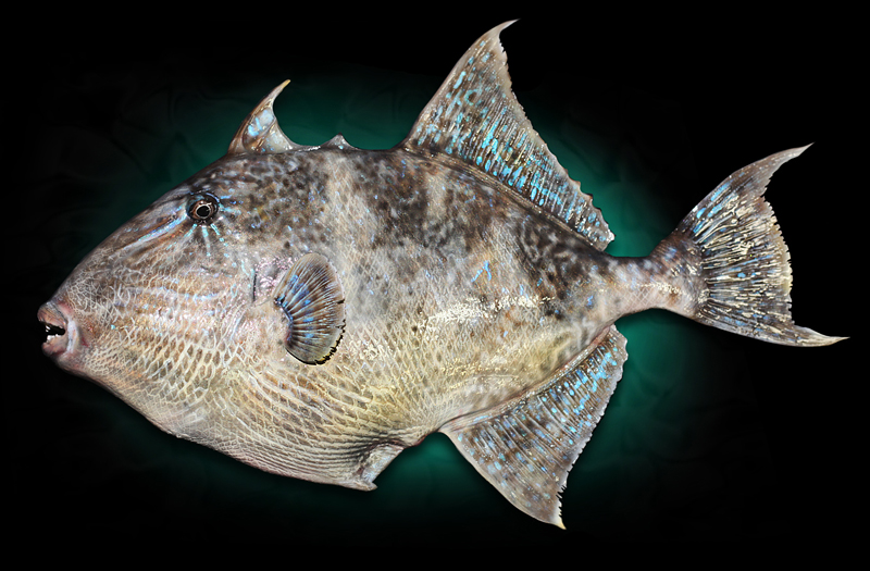 Gray Trigger Fish taxidermy Mount