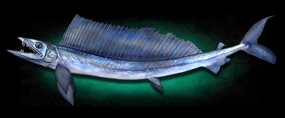Lancetfish replicas