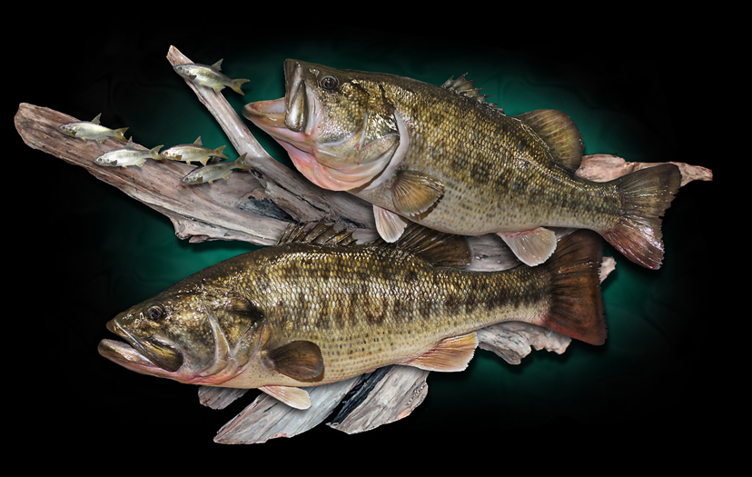 Largemouth Bass Fish Taxidermy Replica Mount