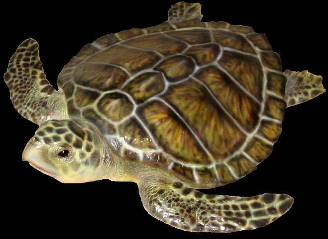Seaturtle Mounts