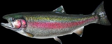 Rainbow Trout Replicas