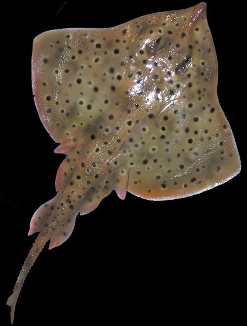 Skate Fish Replica Mount Taxidermy