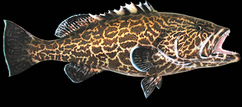 Grouper Rerplicas