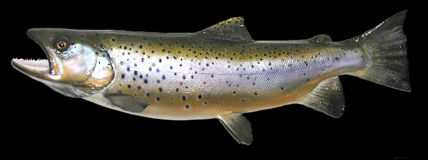 Brown Trout Mounts