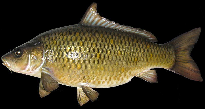 taxidermy carp replica mount