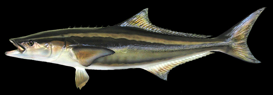 Cobia Fish Replicas