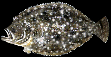 Flounder replicas