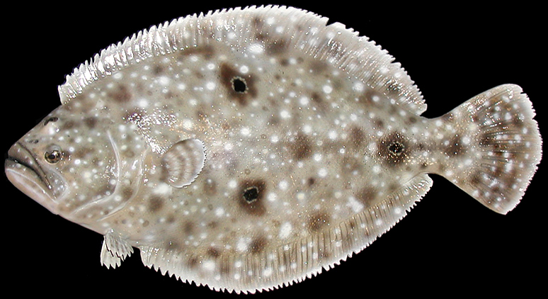 Gulf Flounder Taxidermy Fish Mount