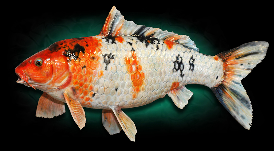 koi replica