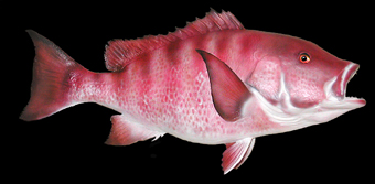 red snapper replicas