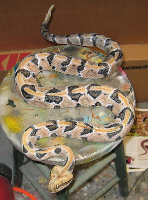 rattlesnake mount