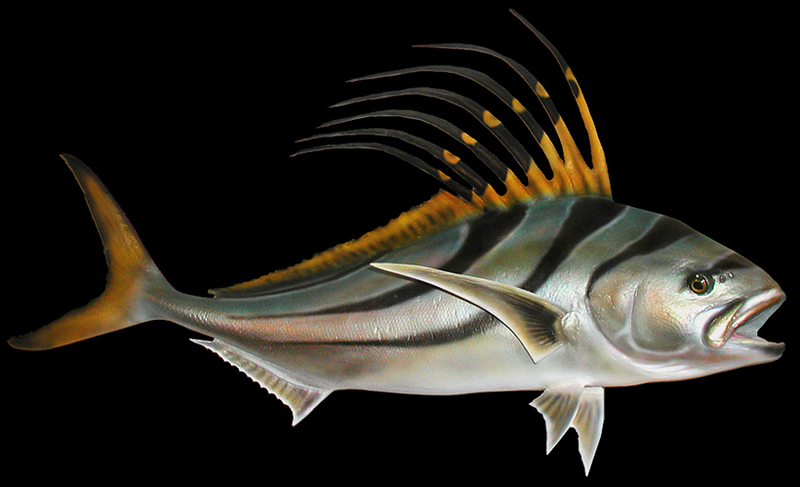 Roosterfish replica mounts