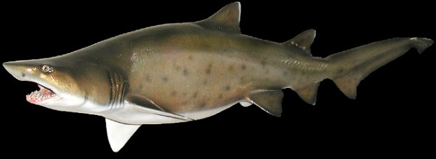 sand tiger shark taxidermy mount 