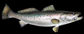 Sea Trout Replicas