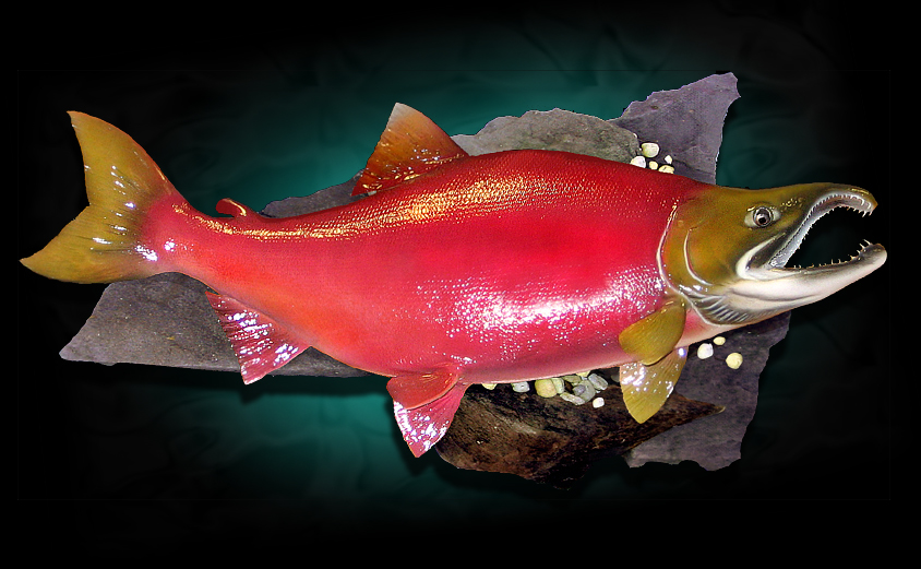 Sockeye Salmon Taxidermy Fish Replica Mount
