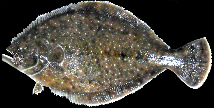 Southern Flounder Taxidermy Fish Mounts