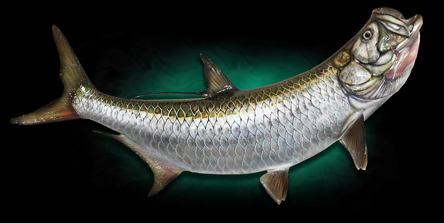 Tarpon Fish Mount Taxidermy replica