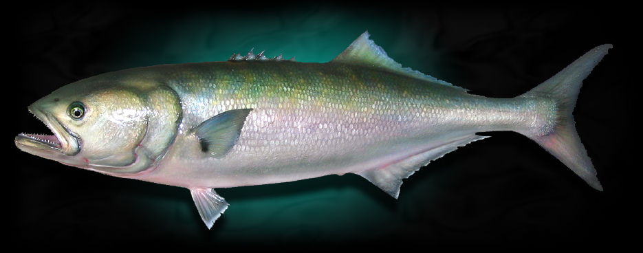 Bluefish replica mount