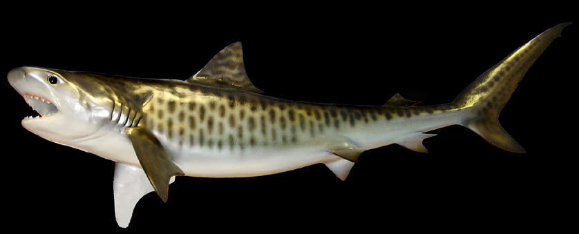 tiger shark mounts