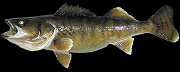 walleye replicas